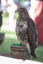FOTOGALERIE - 25. Den dětí s ANNOU 2017