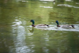 FOTOGALERIE - 26. Den dětí s ANNOU 2018