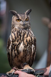 FOTOGALERIE - 26. Den dětí s ANNOU 2018