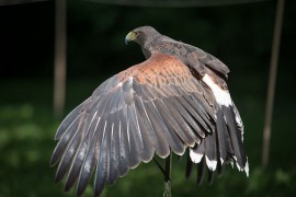 FOTOGALERIE - 26. Den dětí s ANNOU 2018